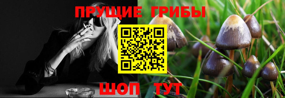Псилоцибиновые грибы Cubensis Приморско-Ахтарск